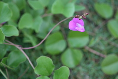 Canavalia rosea